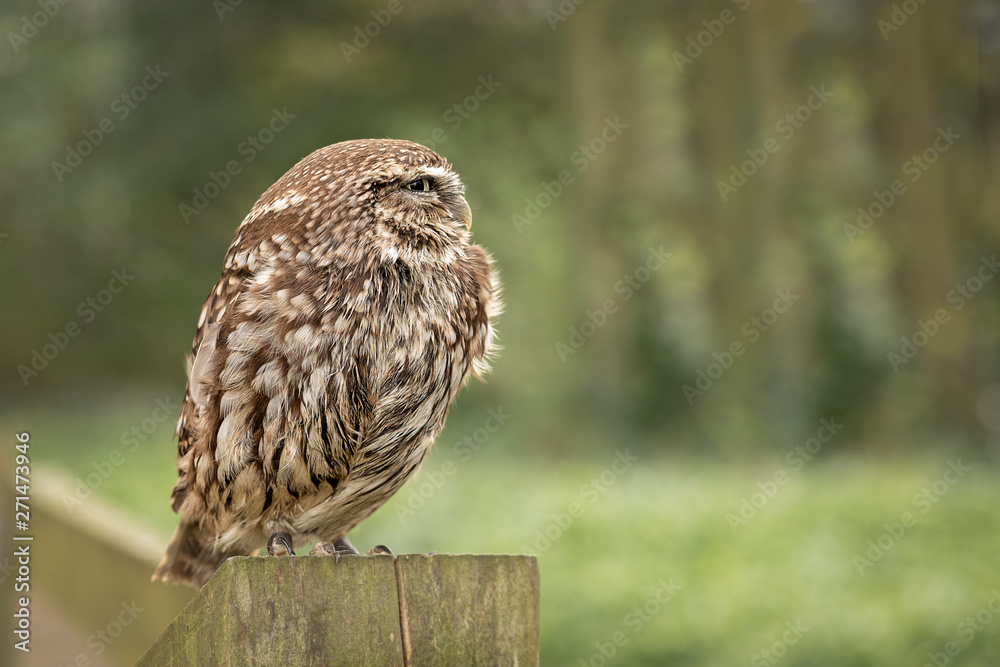 Poster a profile;e portrait of a little owl standing on a wooden post and staring to the right into copy sp