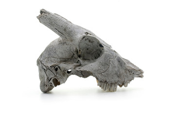 goat skull on white background