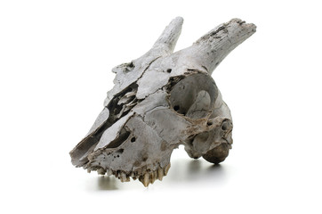 goat skull on white background