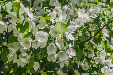 The twigs of apple-tree with young green leaves and white flowers on a blurred green background in spring in a park