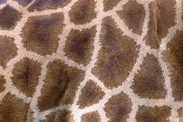 Textured skin of giraffe.