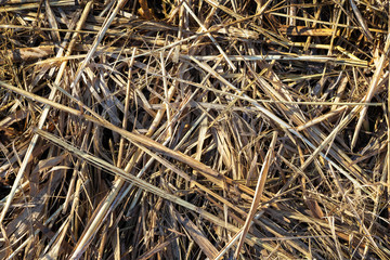 Heap of yellow straw close up on a sunny day.