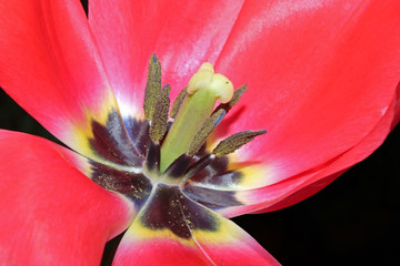 closeup of a pink tulip showing stamen and pistol