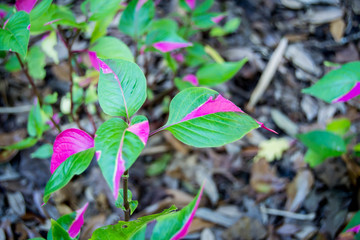 Colorful Joseph's coat plant