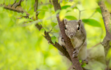 Squirrel on branch of tree look directly to the camera, Cute squirrel in nature