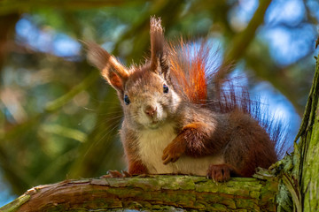 Eichh&ouml;rnchen sitzt auf Baumast