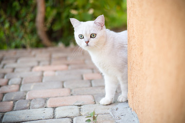 domestic cat breed Scottish chinchilla straight walking outdoors