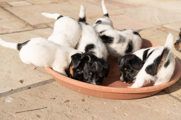 A pack of Jack Russell Terrier puppies are standing in a red bowl. Dogs are 7, 5 weeks old.