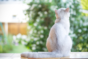 domestic cat breed Scottish chinchilla straight walking outdoors