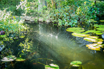 Water drops splashing in the water