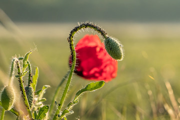 mohn