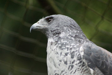 Águila
