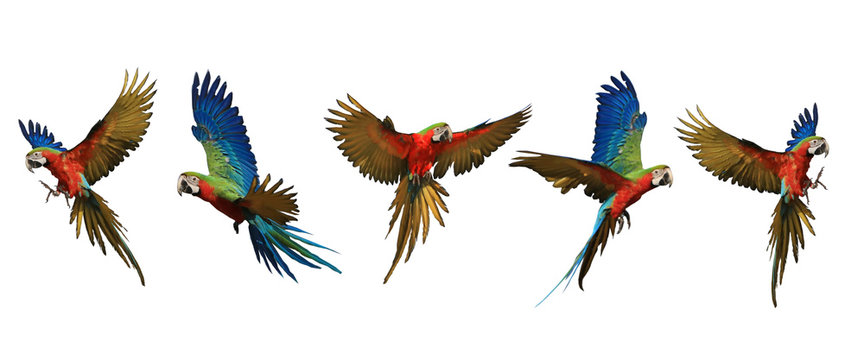 Flying pattern of five macaw parrots.