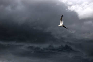 bird on the background of the storm front