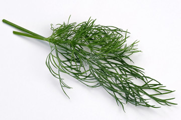 Fresh fragrant leaves of spicy herb dill