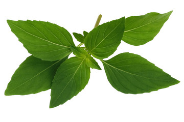 Fresh fragrant leaves of spicy basil