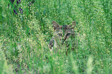 the cat hid in the green grass