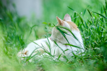 white cat in the green grass