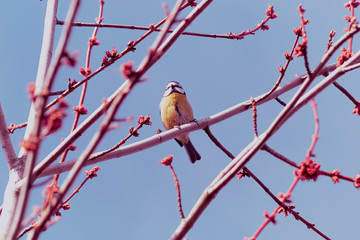 blue tit on branch