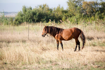 Fototapeta premium Brown horse with long mane and bridle tied to rope, in open field. With copy space available.