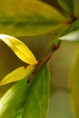 plantas y flores 