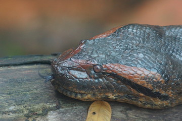 Anaconda