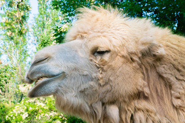 close up portrait of mongolian camel in the zoo, beast living in the deserts