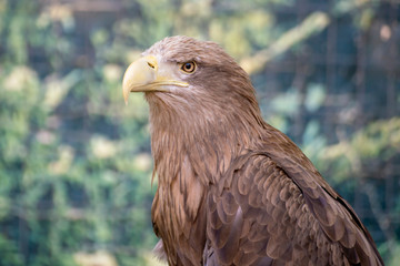portrait of wild dangerous strong eagle sit on a branch, wildlifes