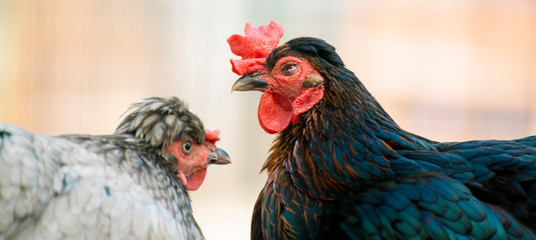 close up photo of domestic cock or chicken in the zoo, livestock birds