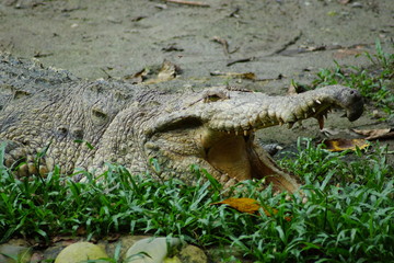 Cocodrilo