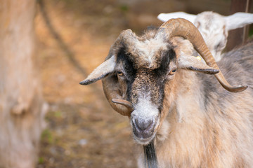 hairy goat portrait with curly horns in the zoo, mammal animals
