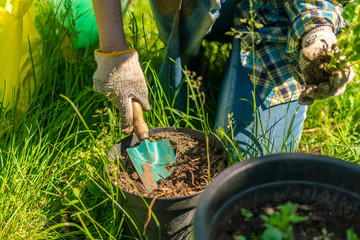 Naklejka premium middle aged woman working with soil pot with sprouts planted in it at the backyard houses