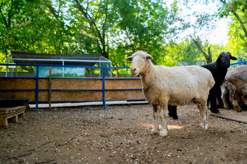 young domestic ram or sheep in a pen at the zoo or farm, spring seasons