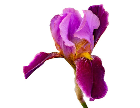 close up photo of bright colorful iris flower in the garden isolateds