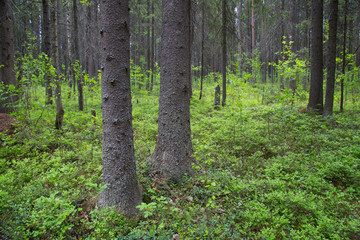 Naklejka premium Beautiful summer landscape in the forest with a Christmas tree and pine.
