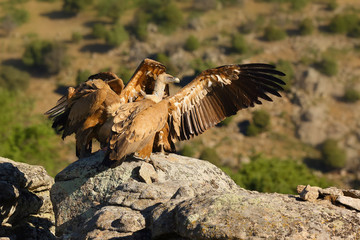 The griffon vulture (Gyps fulvus) sitting on the rock with green background. Vultures on the rock in the Spanish mountains.