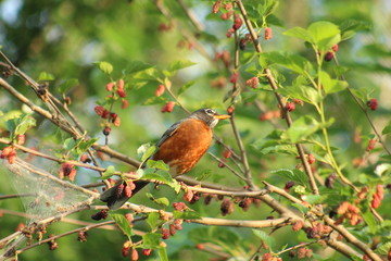 A robin sitting in a berry tree