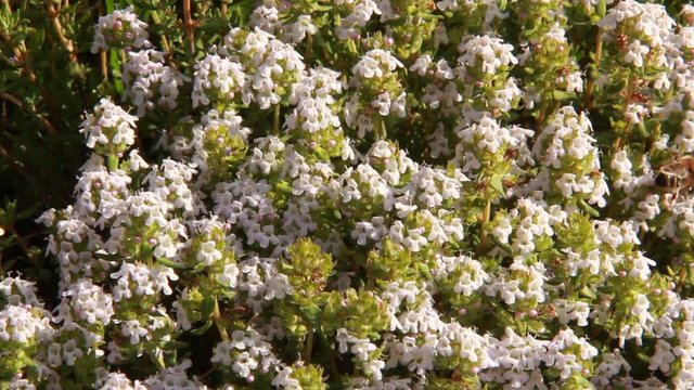 Abeilles butinant sur des fleurs de thym