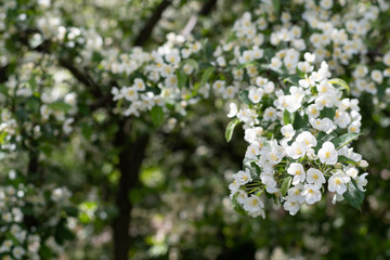 Beautiful appletree with white flowers in spring