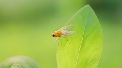 Little insect on a green leaf in the sunlight, macro, soft focus.