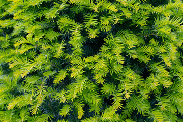 Spruce evergreen shrub textured pattern