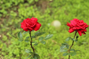 Two bright red roses in a garden