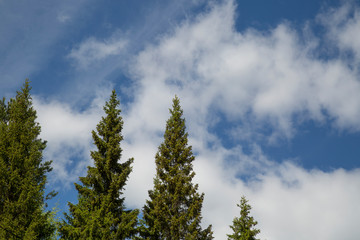 Fir on background of blue sky. Copy space.