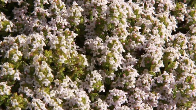 Abeilles butinant sur des fleurs de thym