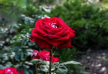 red rose in summer garden