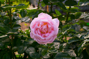 pink rose green leaves summer garden