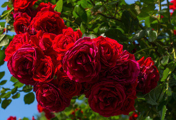 bush of dark roses in the garden