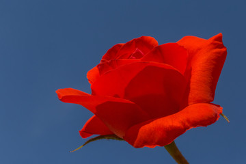 close up of red rose against blue sky