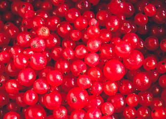 Macro photo of red currant berries background.