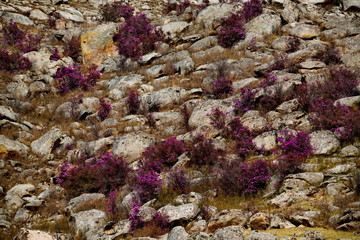 Russia. Mountain Altai. Chuyskiy tract in the period of the flowering of Maralnik (Rhododendron Ledebourii).
